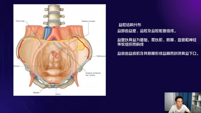内脏解剖系列课程第三节视频封面