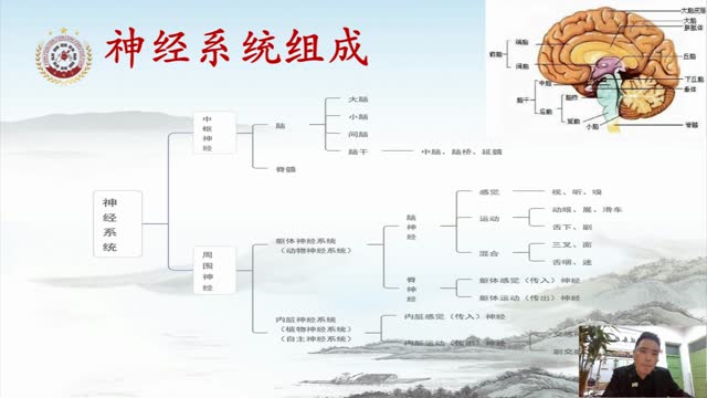 第三讲:颈椎相关解剖(神经)及卡压点和治疗点视频封面