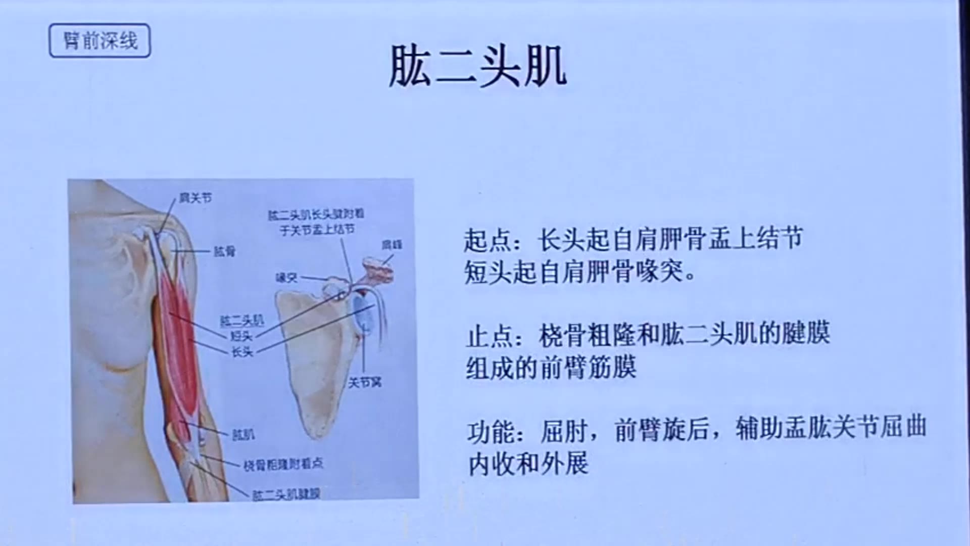 解剖列车手臂线讲解视频封面