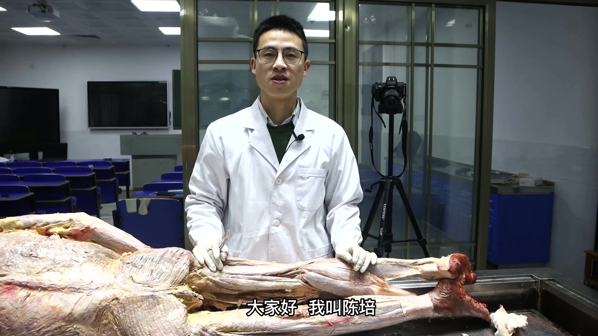 陈培临床解剖05腓骨长短肌视频封面